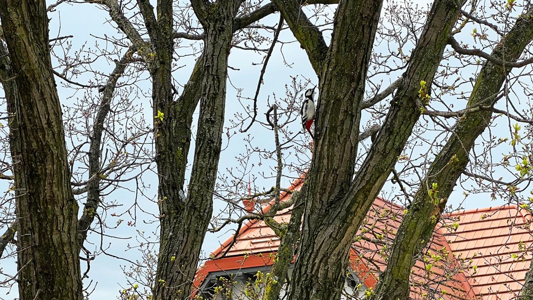 simple mindfulness observing a bird on a tree